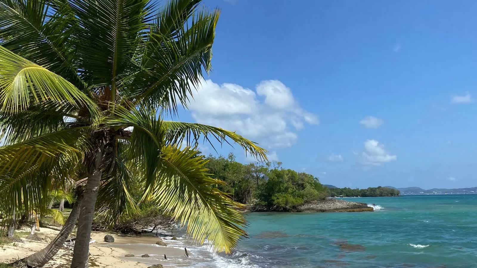 Leaning palm tree over a turquoise beach on Martinique's south coast